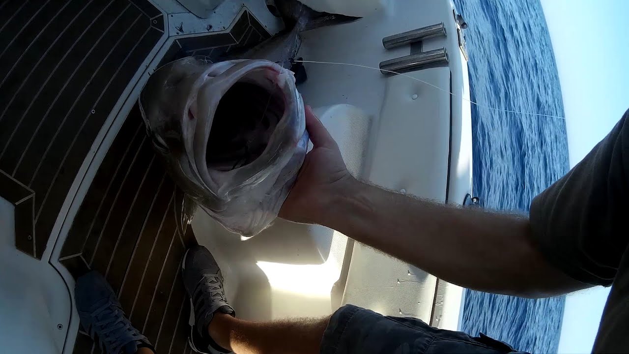 Pesca Ricciola 27 kg ferrata in diretta Tassone Sport Fishing 2017