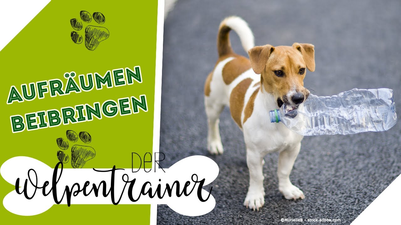 Aufräumen beibringen: Wie kann der Hund im Alltag helfen? | Der Welpentrainer | sixx