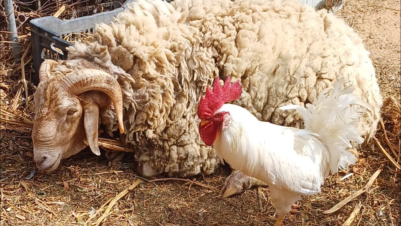كبش العيد يستأنس طيور المزرعة 