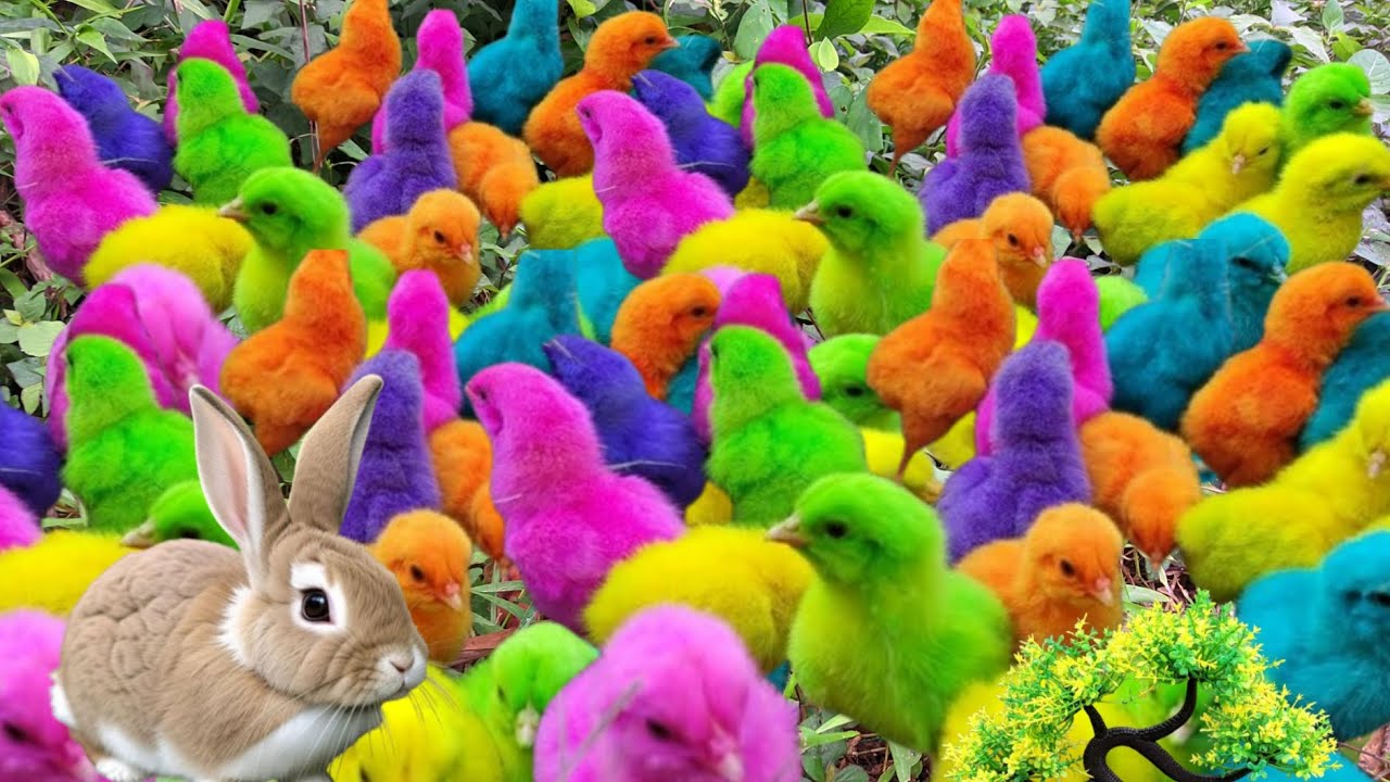 «Ловим разноцветных, весёлых цыплят, играющих в парке!» 🐔🌈 #ВеселыеЦыплята #РазноцветныеЦыплята #...