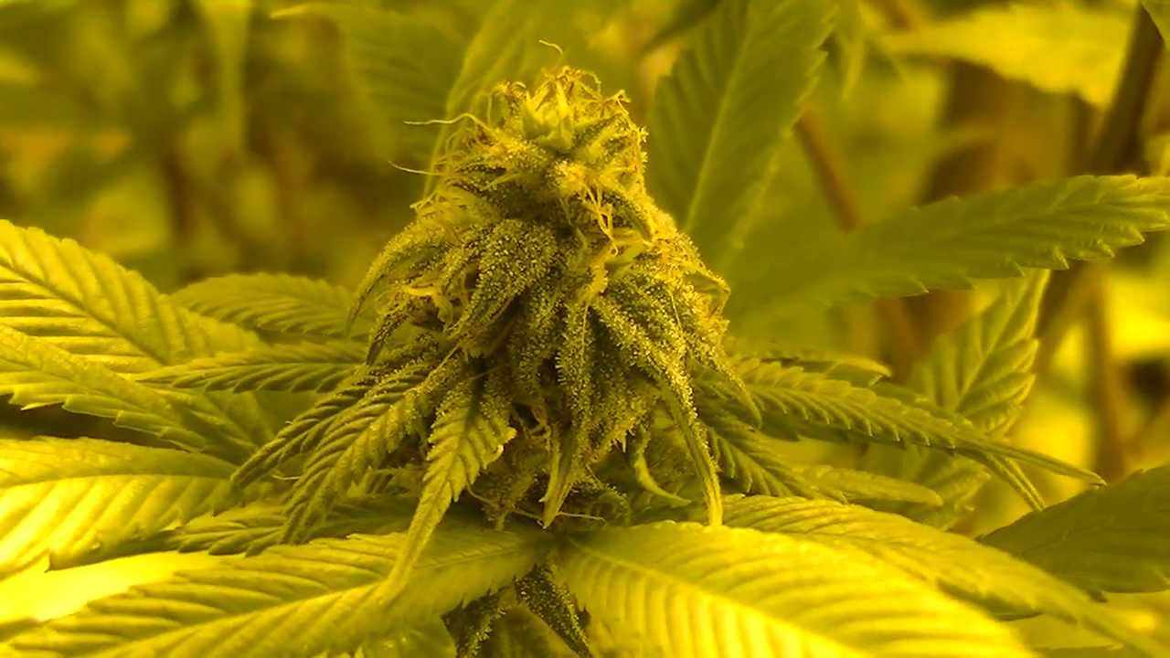 Medical Marijuana Strain Cinderella 99 P2