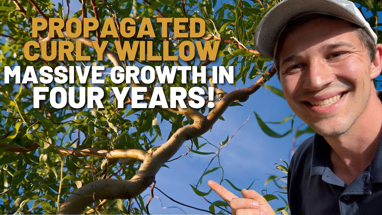 This Propagated Willow Tree Cutting has gotten HUGE!!!