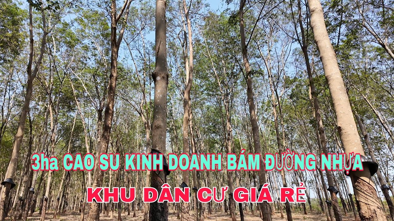 Nhượng lại 3ha cao su kinh doanh bám đường nhựa khu dân cư 