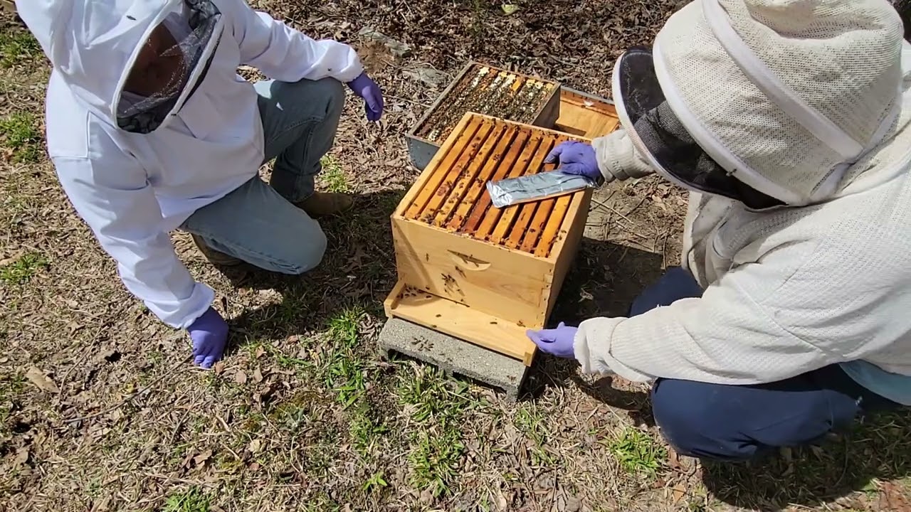 Finally got my spring treatment on!! #beekeeping #honeybees #mite treatments