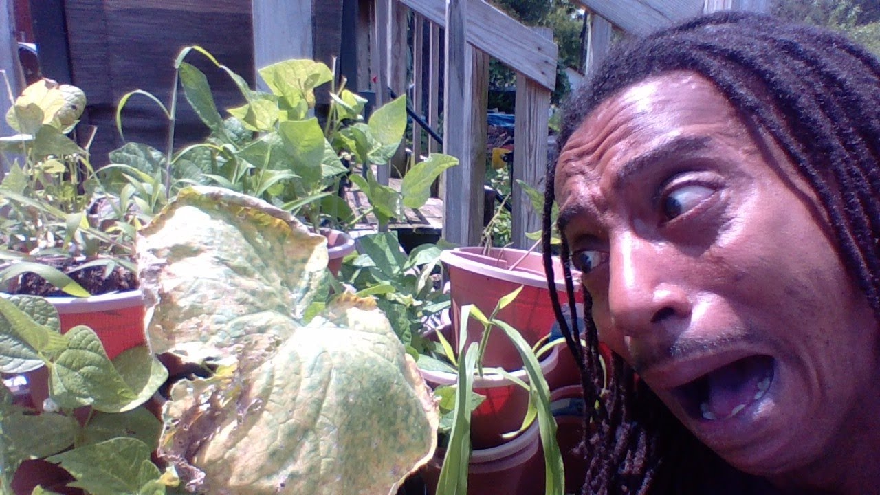 WHY ARE MY LEAVES TURNING YELLOW | Cucumber Melons Squash | DO NOT PULL UP YOUR PLANT FIRST  #withme