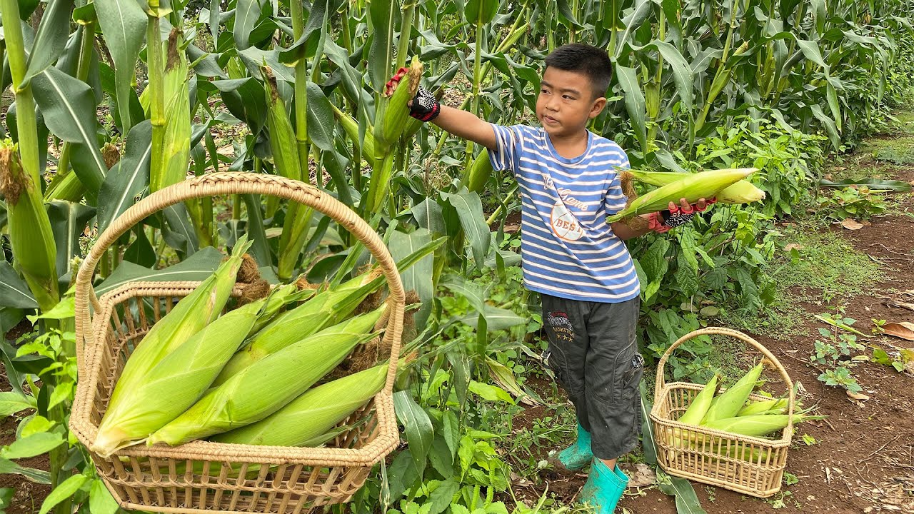 Amazing cooking skills, Seyhak harvest corn and cooking - Chef Seyhak