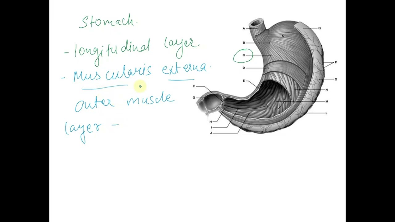 Figure 25.4 N M Using the figure above, identify the labeled part. Label C