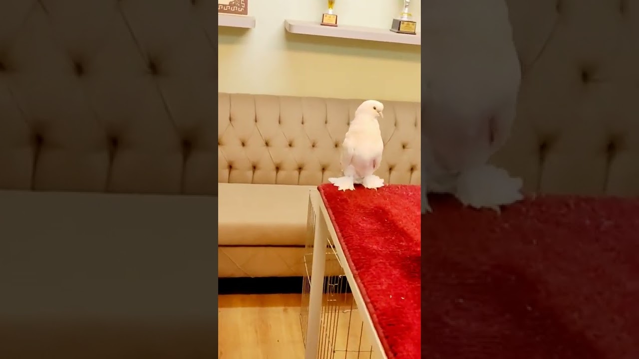 Şebab _g&uuml;vercin_ K&uuml;renk_ Aslanlar (Şebab G&uuml;vercin Videoları )
