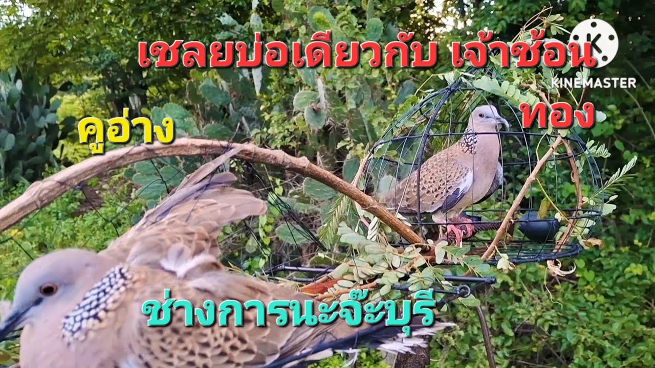 นกต่อ สะพายคู กับนกต่อคูเรียงคูลาย  เจิมเพนียดหน้าเดียวกึ่ง เถร งานอัฟเกรด 097 305 4821