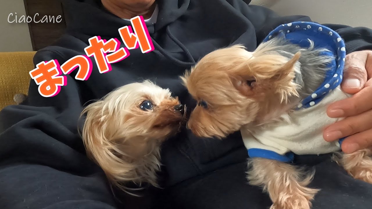 チャオハウスのまったり日曜日【チャオカーネ】