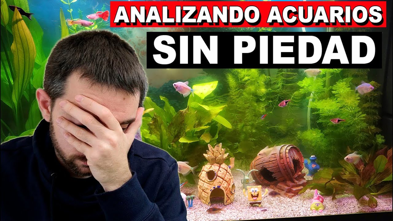 🕵️ Acuarios de Suscriptores Nº18 | Peces incompatibles | Parámetros | Acuarios Pequeños 🔥SIN PIEDAD🔥