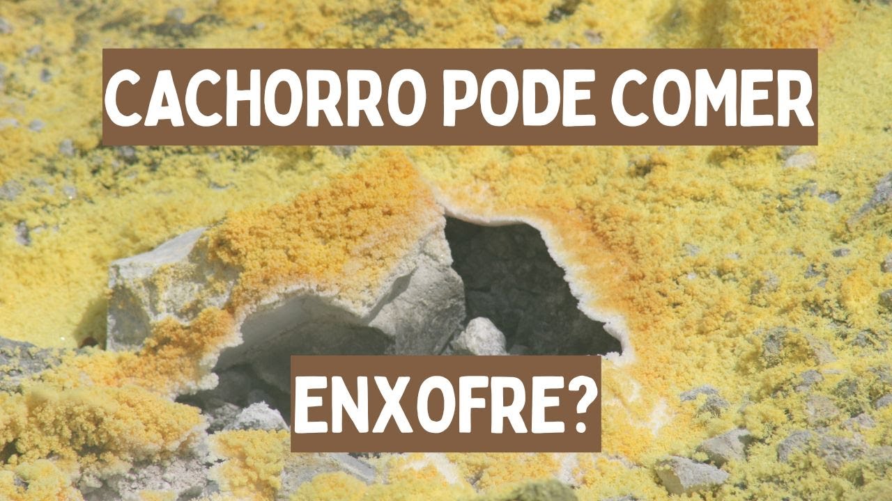 C&atilde;es podem comer enxofre? | C&atilde;o pode comer enxofre?