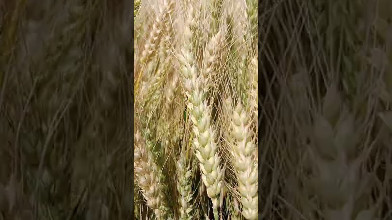 القمح يرقص ويتلالا في الحقول محصول القمح صنف سخا 95 صنف يعطي 30 أردب للفدان