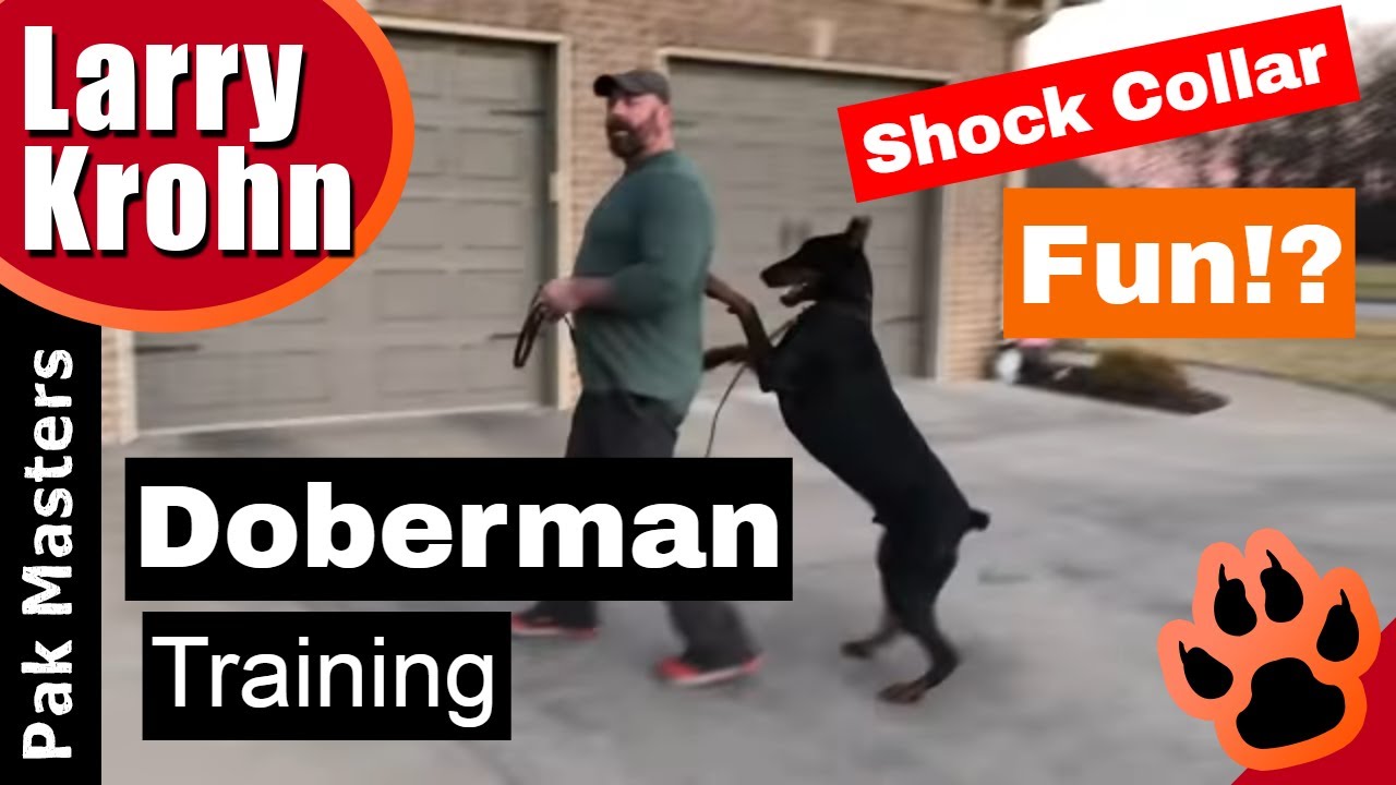 HOW TO TRAIN an Anxious Doberman with E-Collar (Remote Collar/Shock Collar)