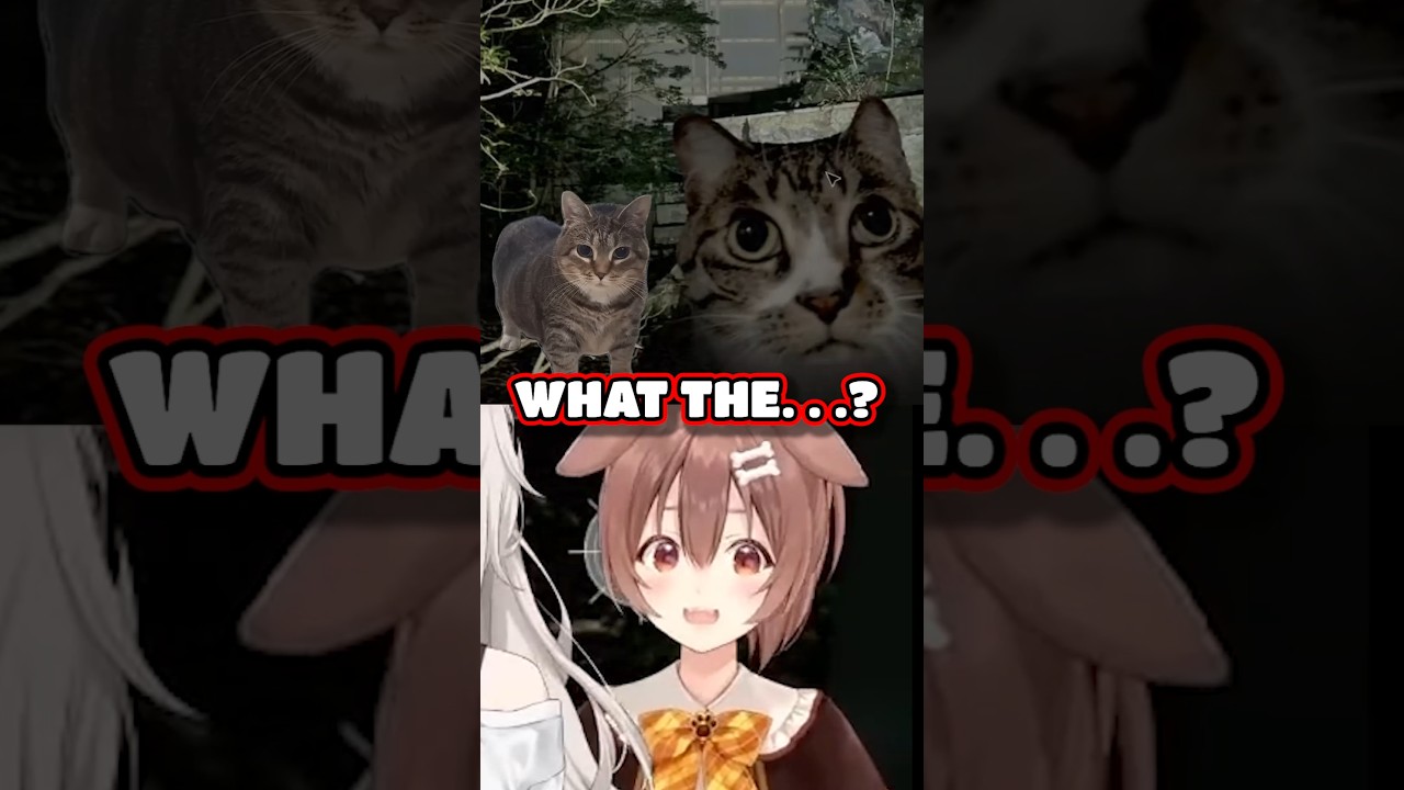 Korone Reaction To Cat Anomalies In Japan Stigmatized Property Hololive