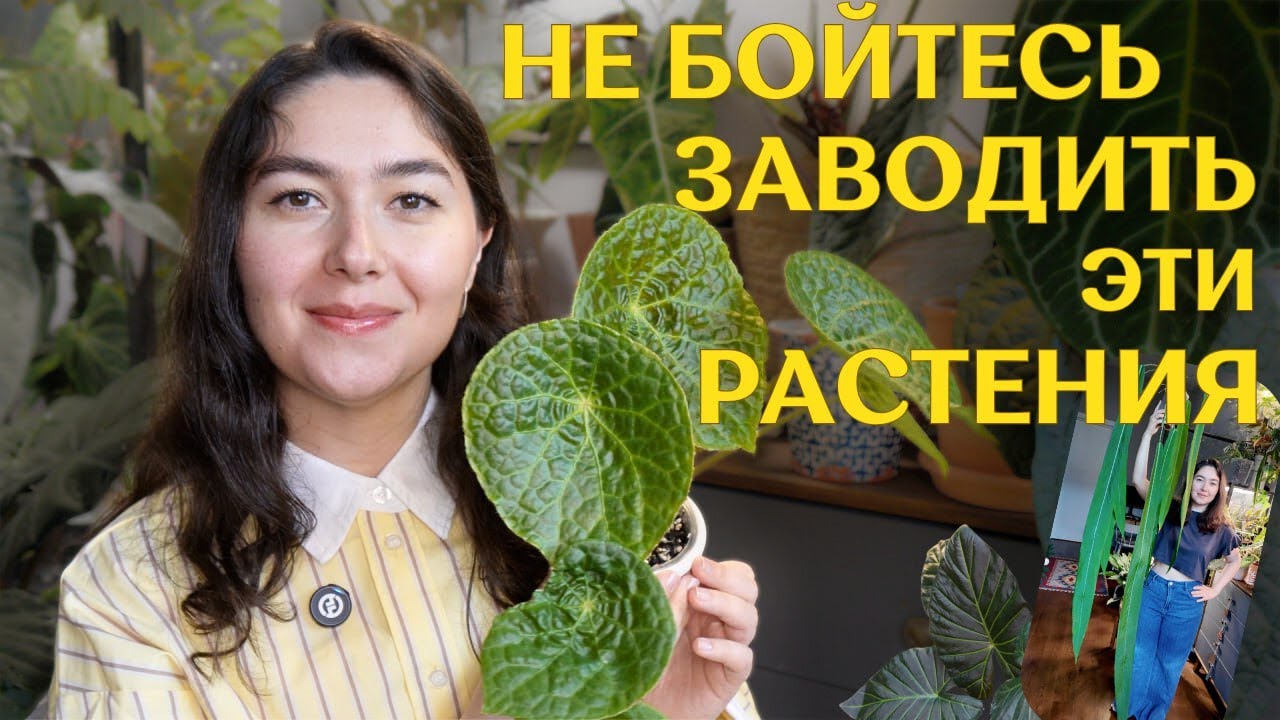 АЛЬТЕРНАТИВНЫЙ список НЕПРИХОТЛИВЫХ растений | коллекционные РАСТЕНИЯ, которые НЕСЛОЖНО выращивать 🪴