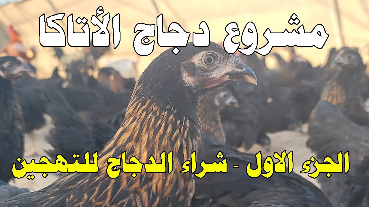 مشروع تهجين دجاج الاتاكا البياض – الجزء الأول – شراء 200 دجاجة ونقلها للمزرعة