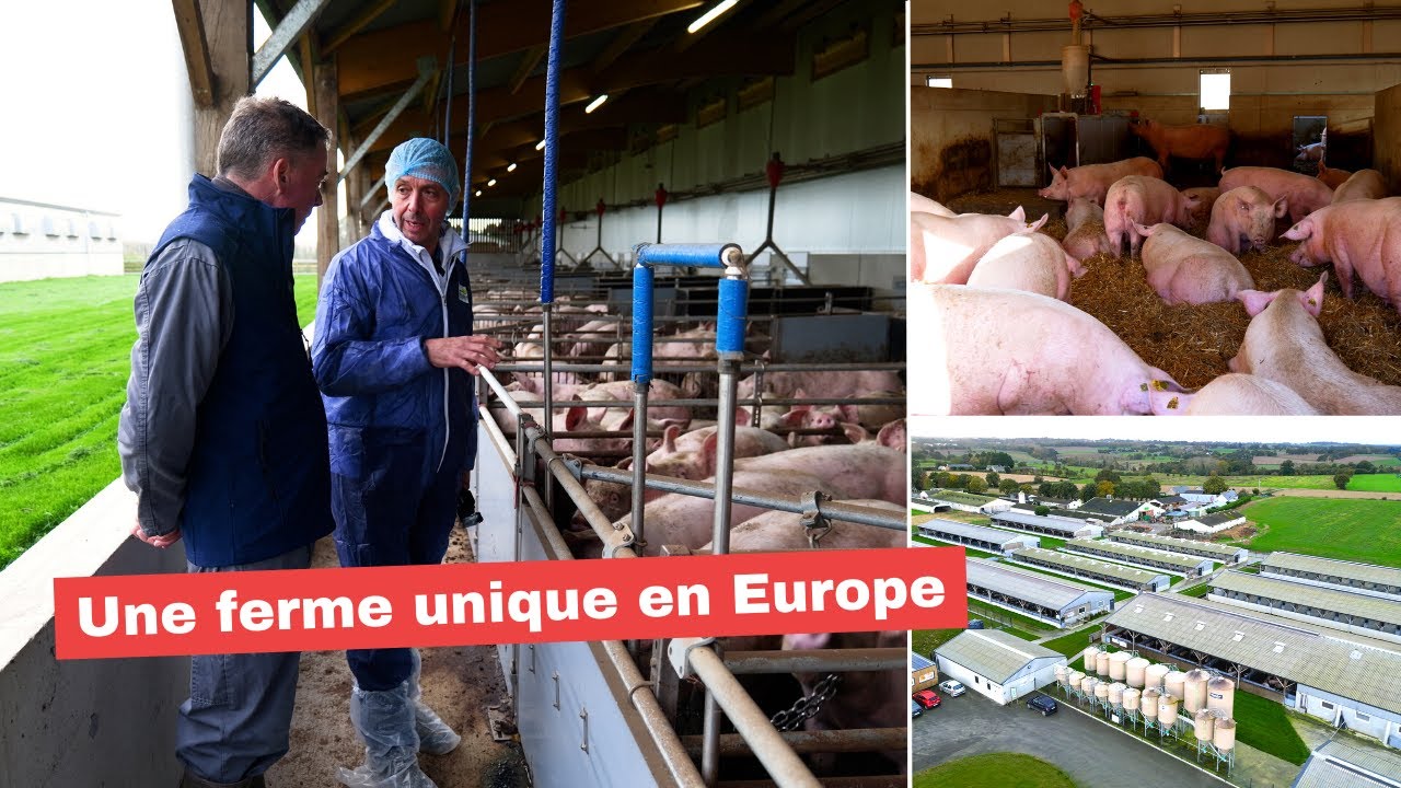 Les cochons sont de sortie 🐷