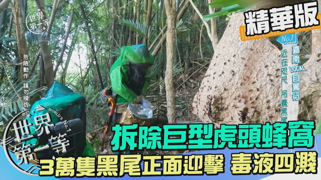 【嘉義】捕蜂人移除巨型黑尾虎頭蜂窩 族群大繁衍 3 萬隻一網打盡（工作人員慘遭蜂螫）｜《世界第一等》1081集精華版