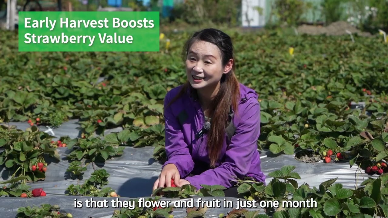 Homeostatic Systemins on Vegetable Crops: Strawberry - Highlights