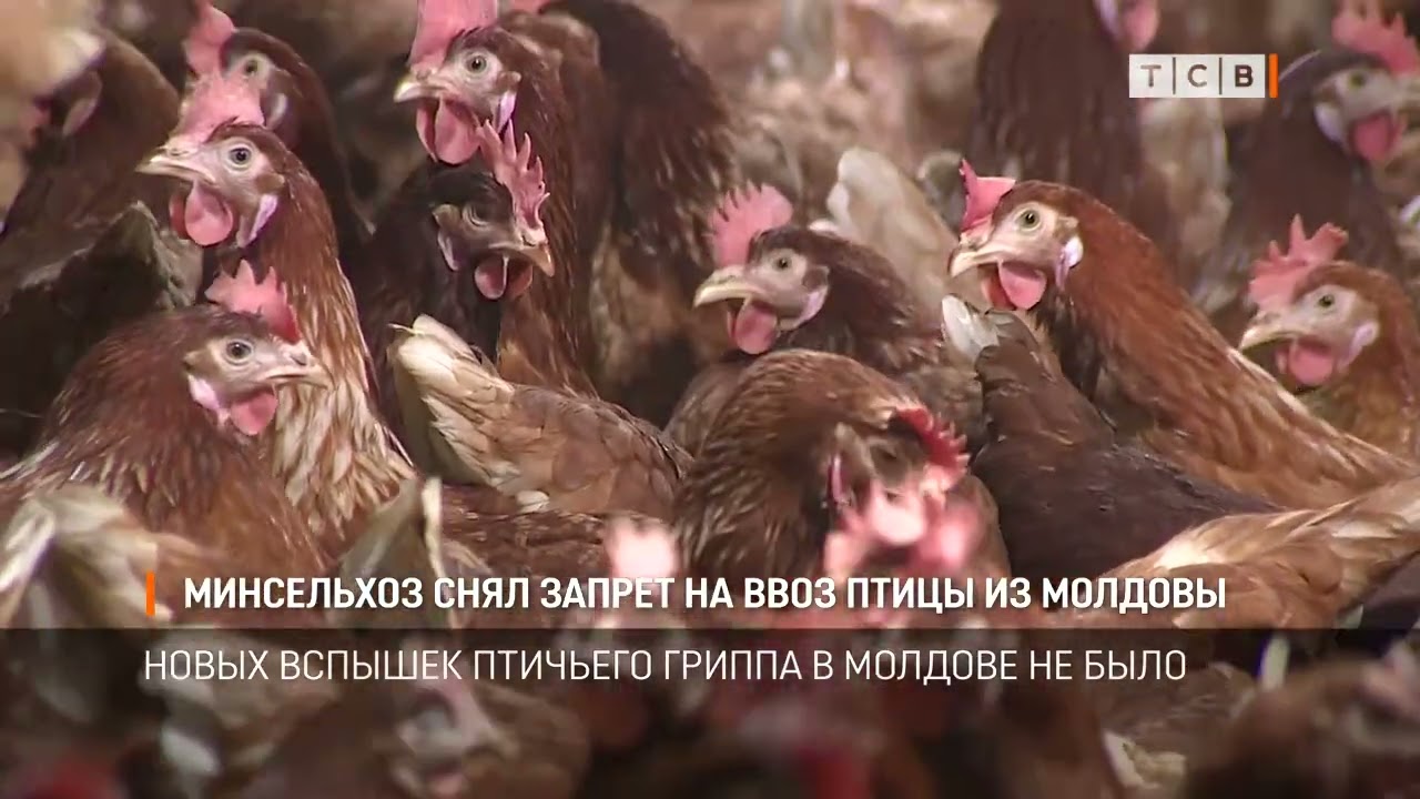 Минсельхоз снял запрет на ввоз птицы из Молдовы