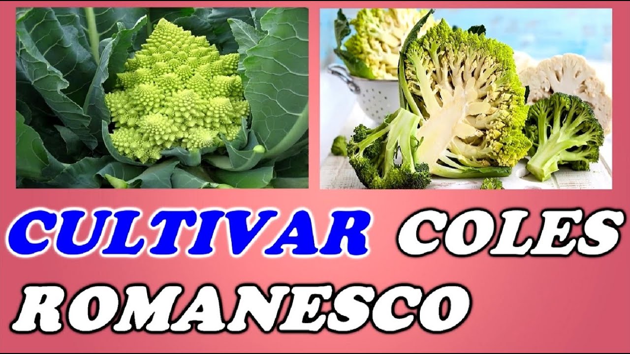 Cómo Cultivar Col // COL ROMANESCO - Cultivo completo // Todo Huerta y Jardín