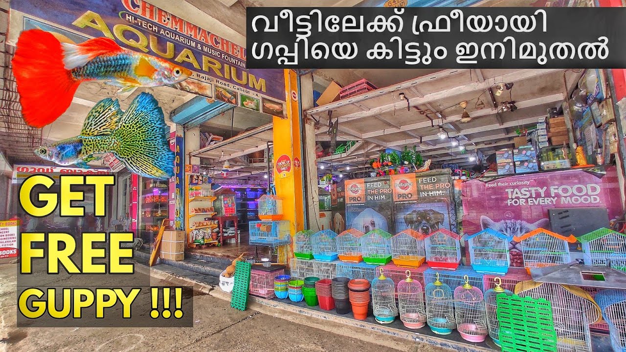 കോഴിക്കോട്ടെ കിടിലൻ അക്വാറിയം ഷോപ്പ് ❤ Chemmachel aquarium shop review malayalam at kozhikode #guppy
