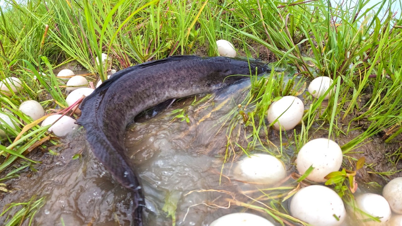 wow unique! fisherman catch a lot of fish and pick duck eggs in rice field near road