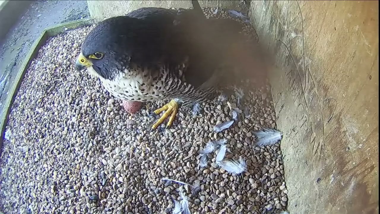 5 Mar 26 – Second egg of 2026