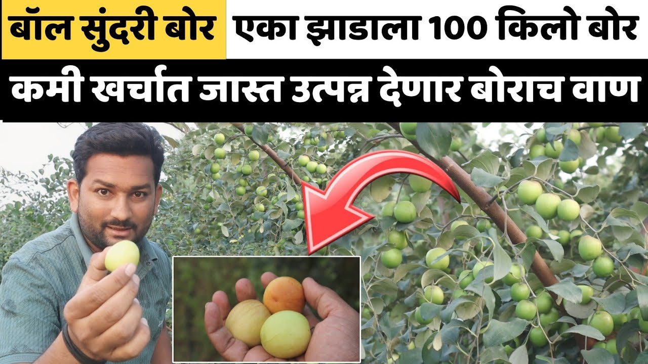 बॉल सुंदरी बोर।कमी खर्चात जास्त उत्पन्न देणार बोराची नवीन व्हरायटी।एक झाडाला 100 किलो बोर।