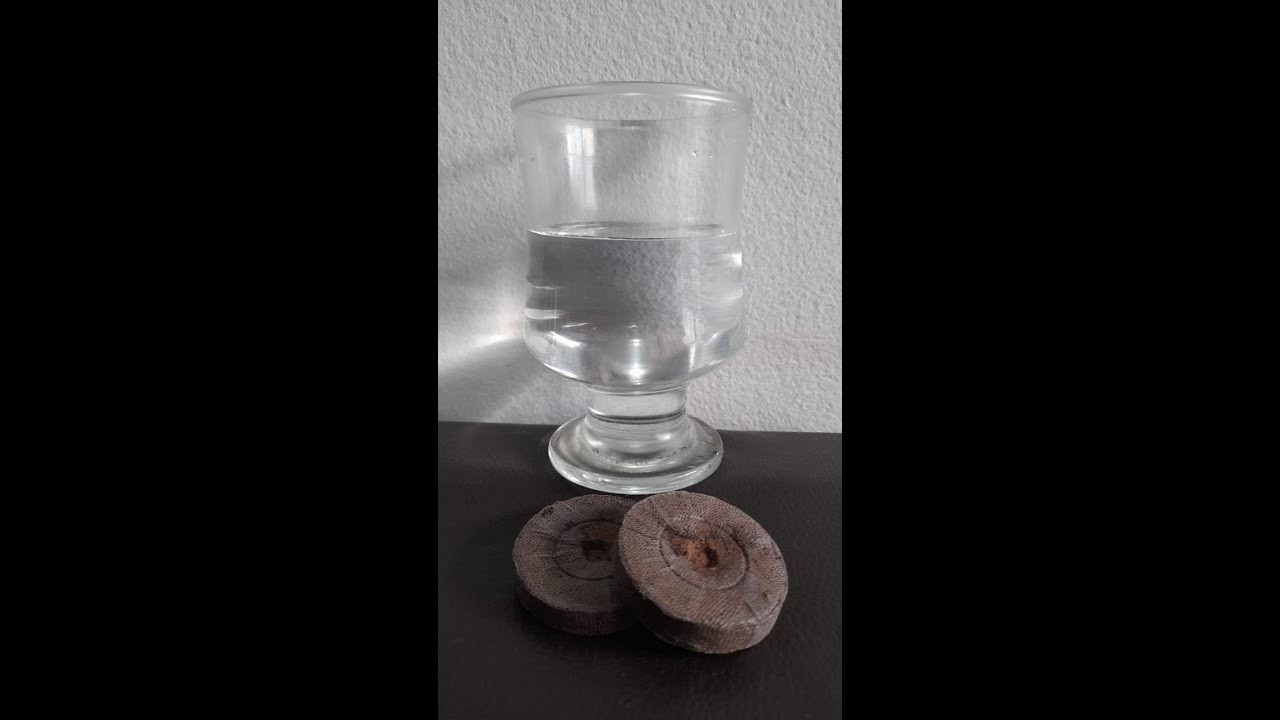 Germinaci&oacute;n en vaso y Jiffy (turba prensada). PREPARACI&Oacute;N Y USO.