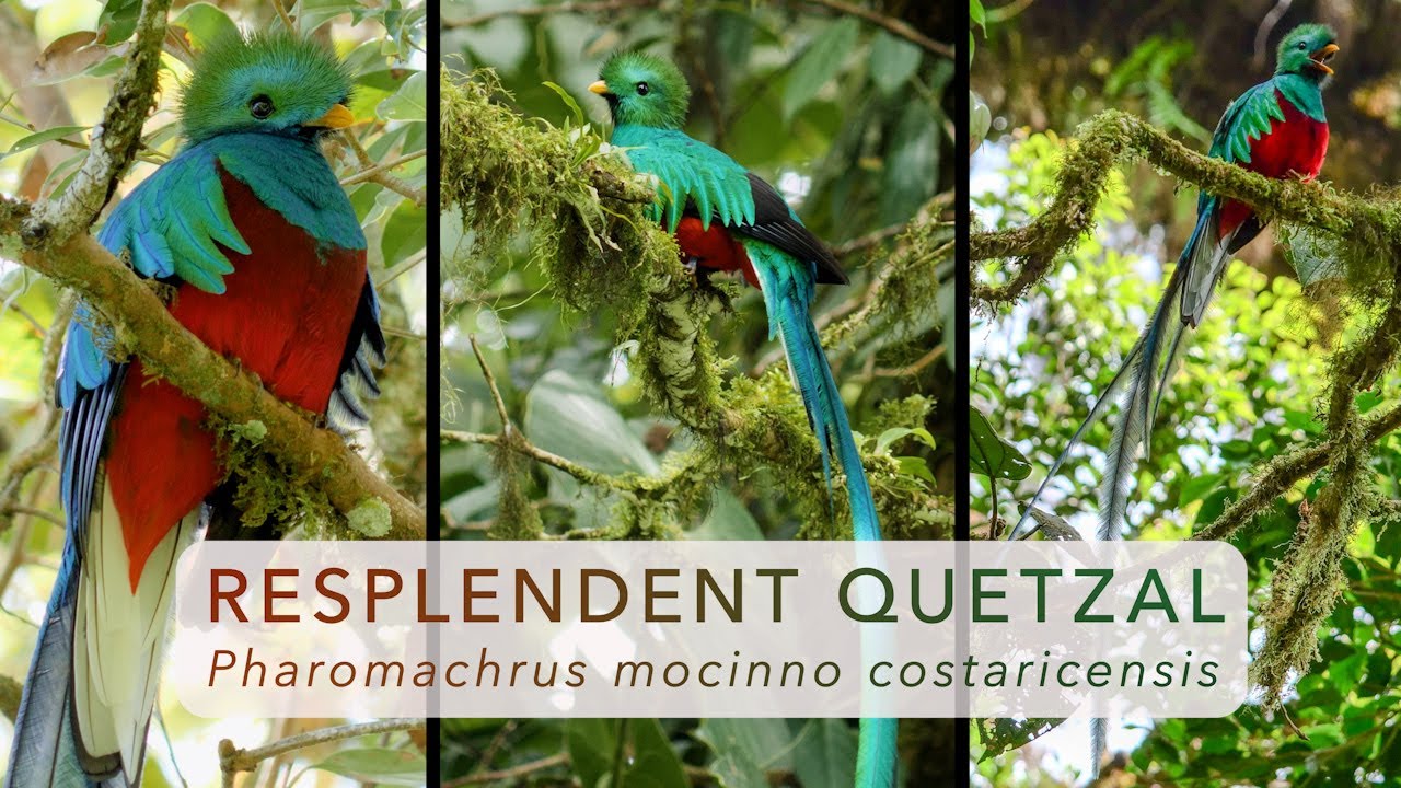The Resplendent Quetzals of Monteverde, Costa Rica