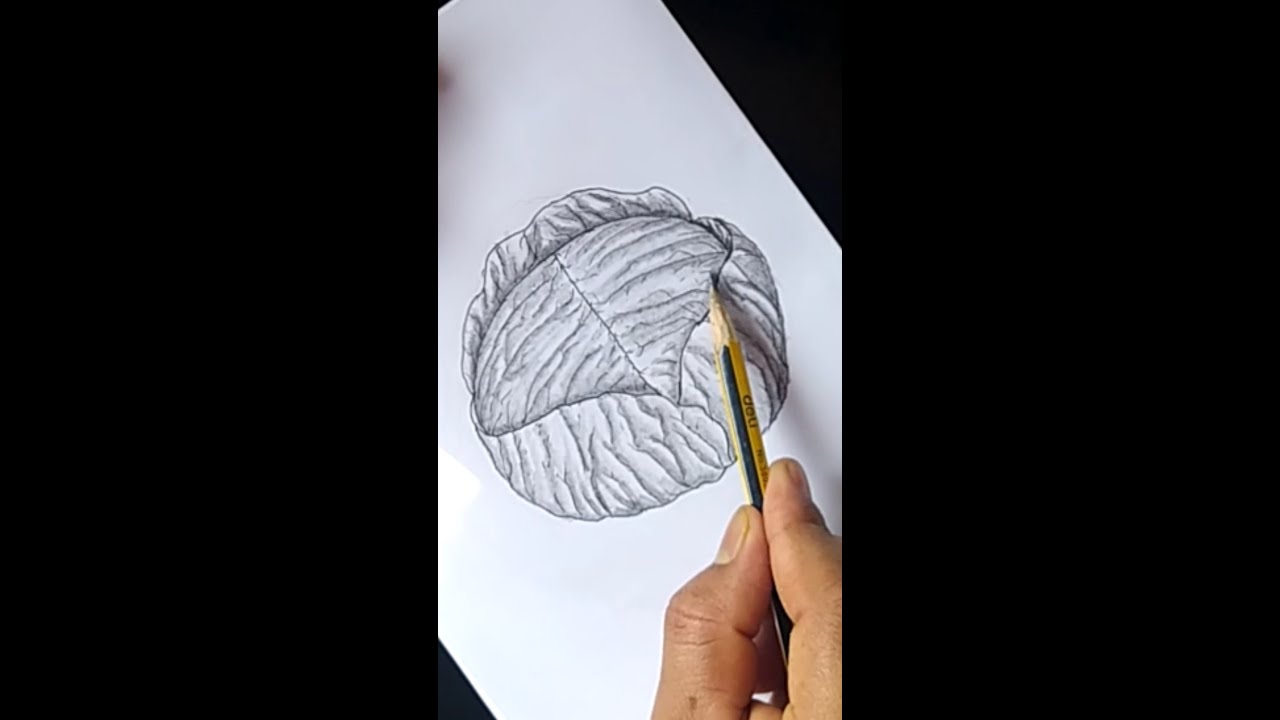 How to Draw Cabbage|Easy Cabbage Drawing|#easy #short #byzeet art