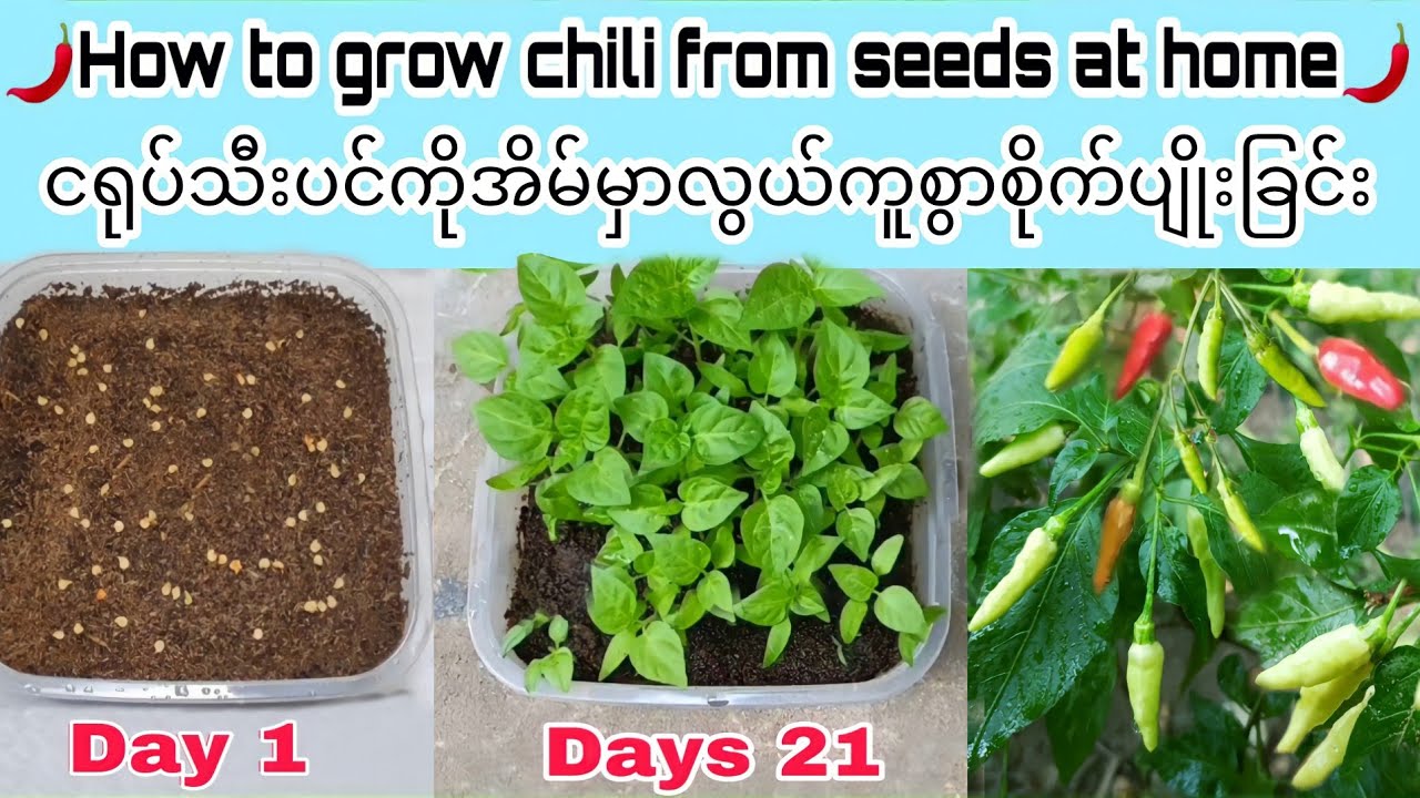 how to grow chilli plant at home from seeds(ငရုပ်သီးပင်အိမ်မှာလွယ်ကူစွာစိုက်နည်း)