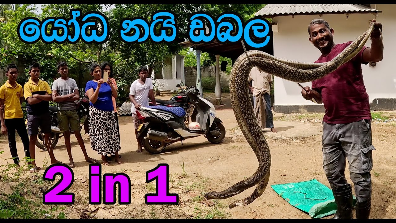 The couple of giant cobras