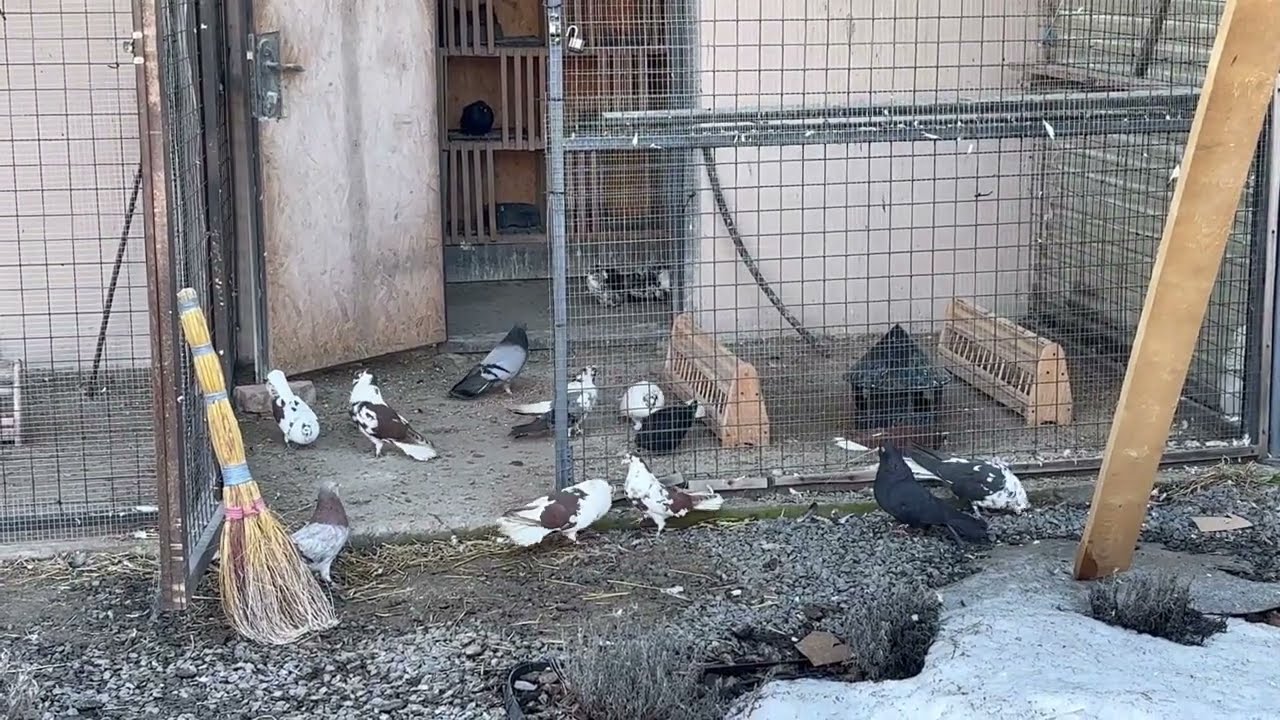 Миколаївські голуби на прогулянкі 