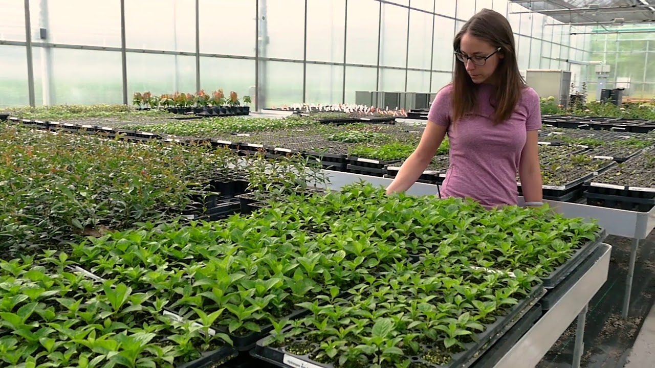 Spring Meadow Nursery Hydrangea Breeding