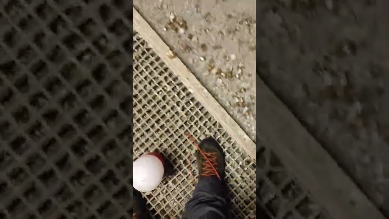g&uuml;vercinde i&ccedil; parazit