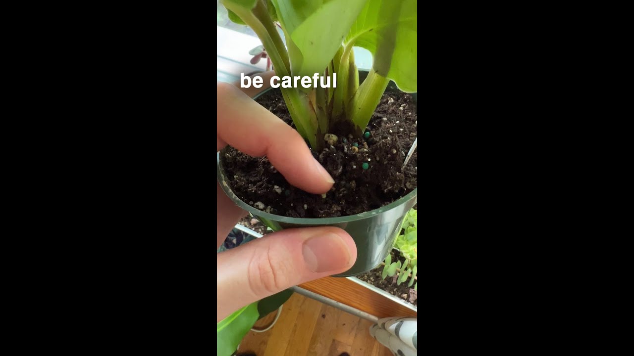 Don&rsquo;t make this bioactive mistake