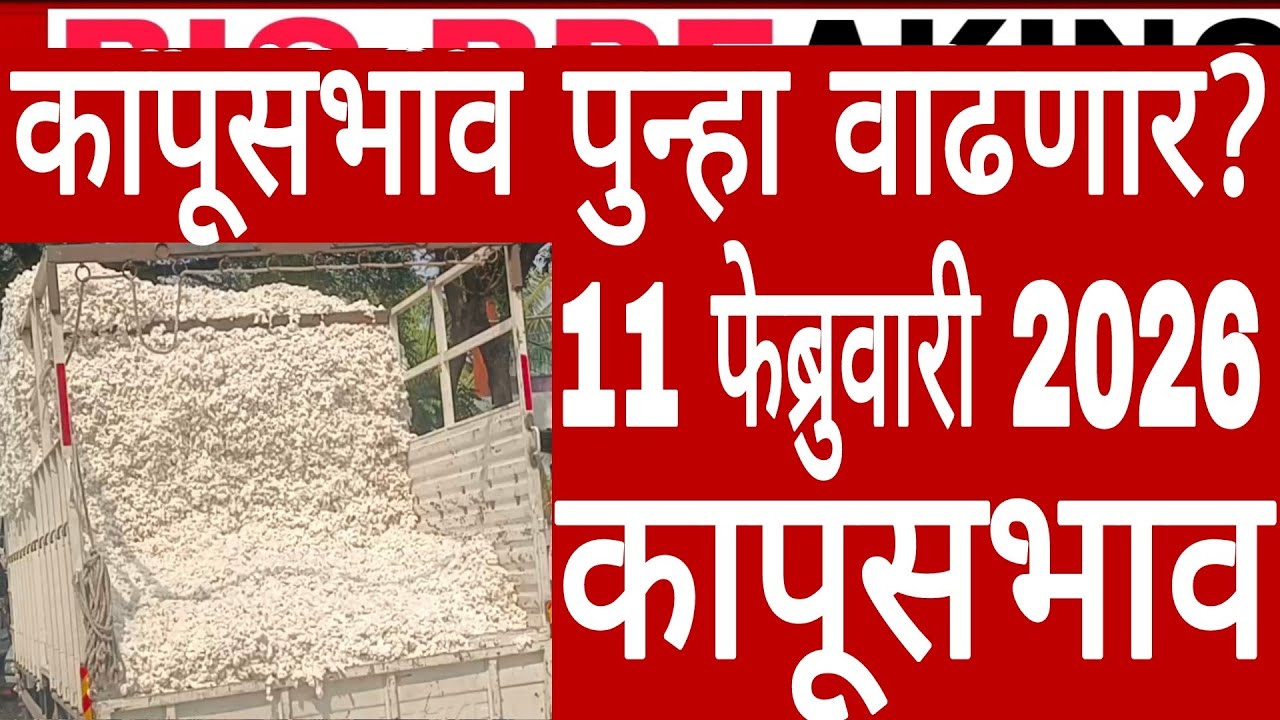 11 फेब्रुवारी 2026 बुधवार अखेर राज्यातील कापूस शेतकऱ्यांसाठी सर्वात ताजी बातमी ताजे कापूसभाव cotton