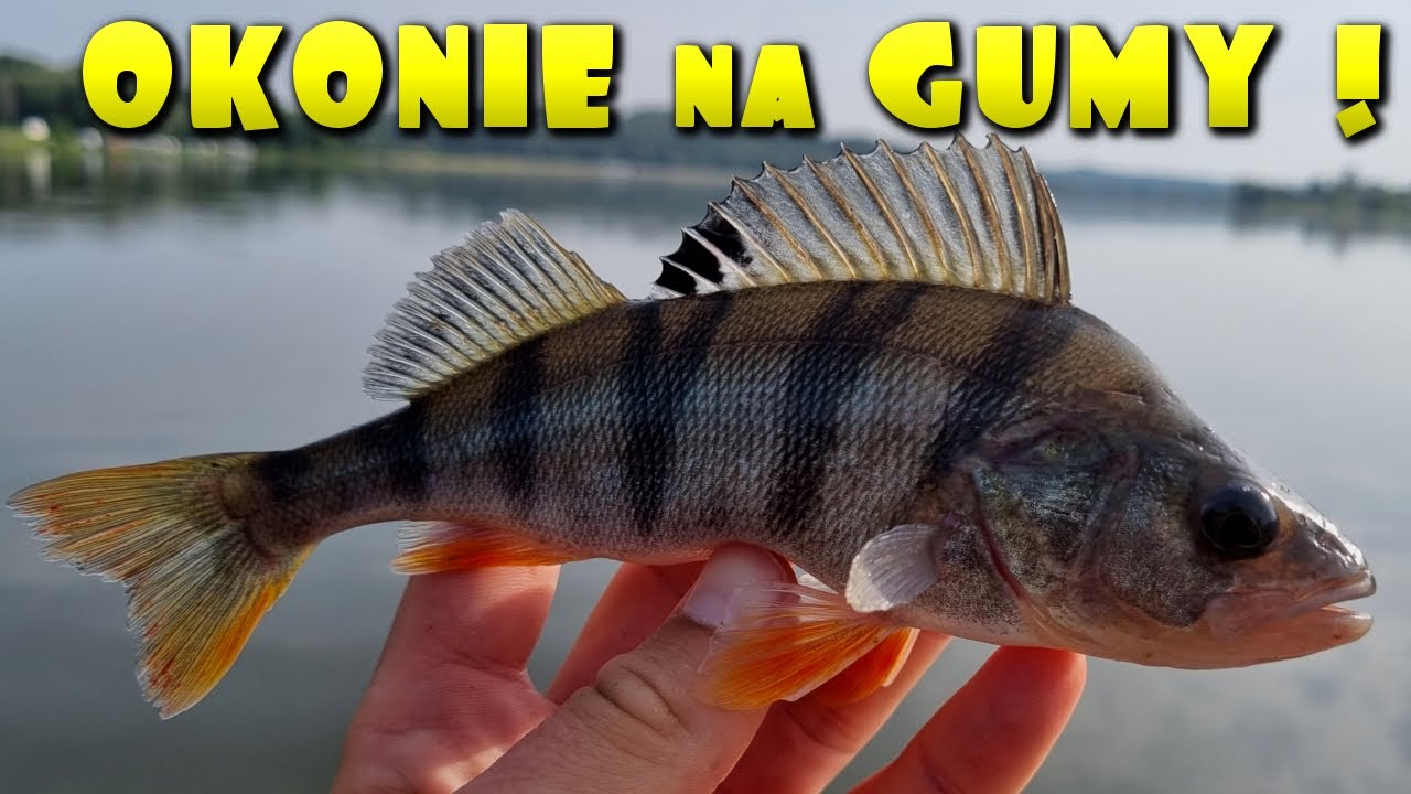 OKONIE NA GUMY ! Fish Arrow i Damiki !🙂  + KONKURS !