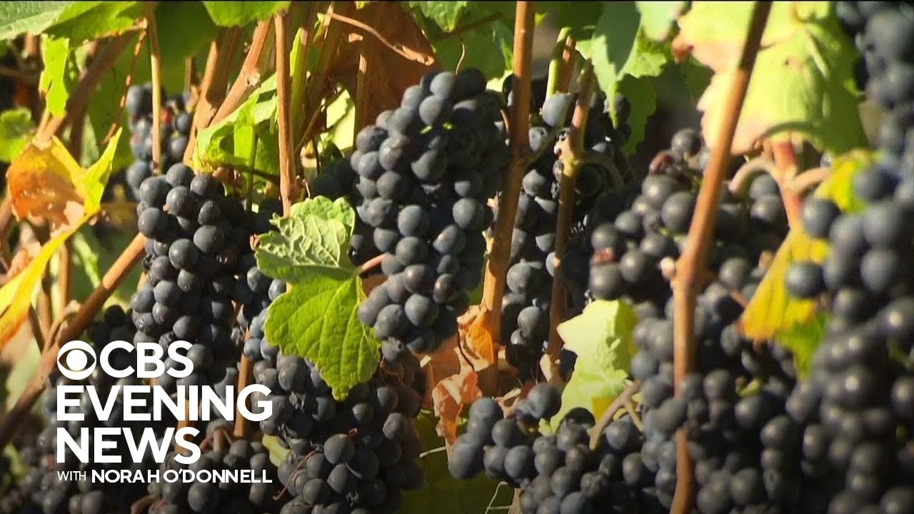 What declining wine sales mean for California's wine grape industry