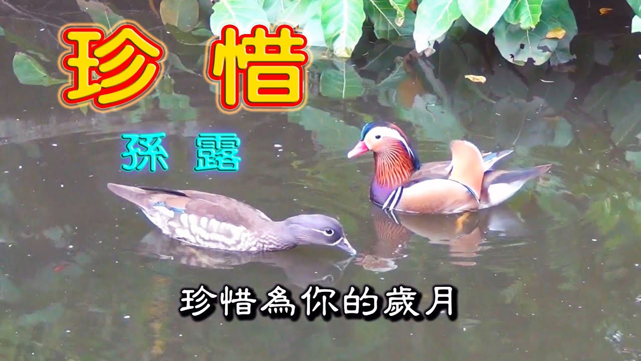 孫露 珍惜 KTV歌詞字幕