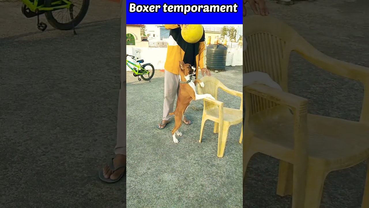 Boxer Temperament #boxerdog #shortsfeed #shorts #short #shortsvideo #shortsyoutube #youtubeshorts
