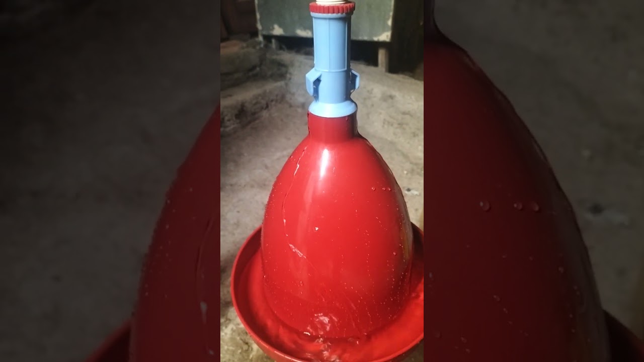 Otomatik tavuk suluğu