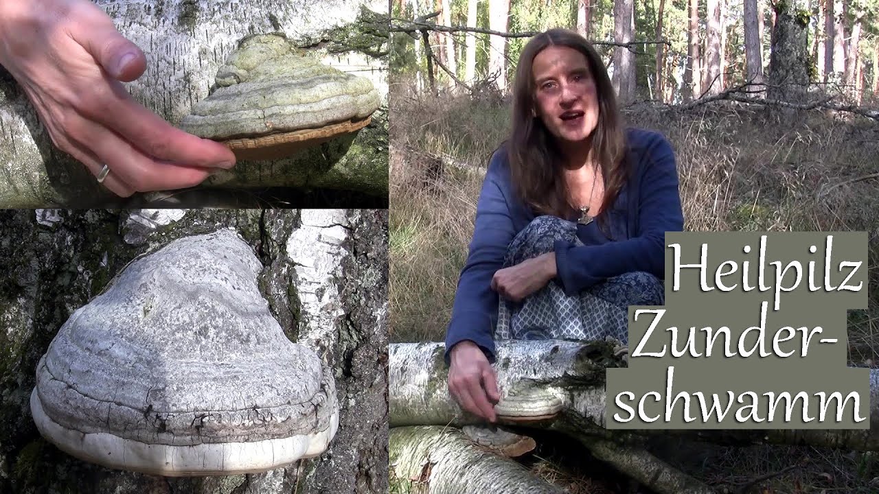 Heil-Pilz Zunderschwamm