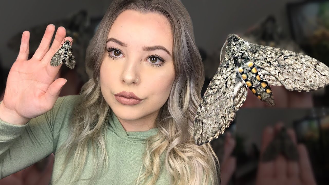 I HAVE A PET MOTH!? | Meet My Moth!