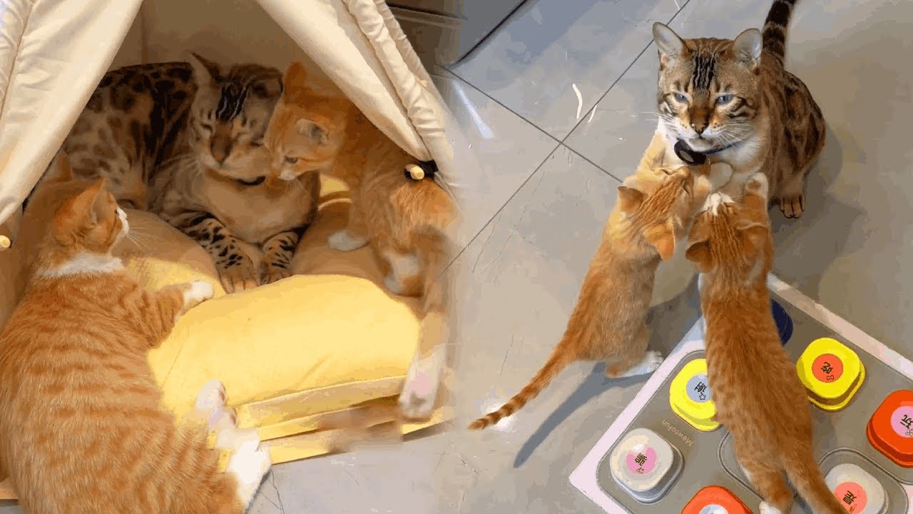 【八條帶娃合輯】八條鬱悶了，帶娃哪有不耐煩的，打也打不得罵也罵不得 【小鋒真喵啊】#貓咪小院#貓咪小院