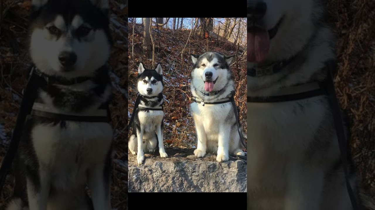 Poznaj cała prawdę na temat Alaskan malamute