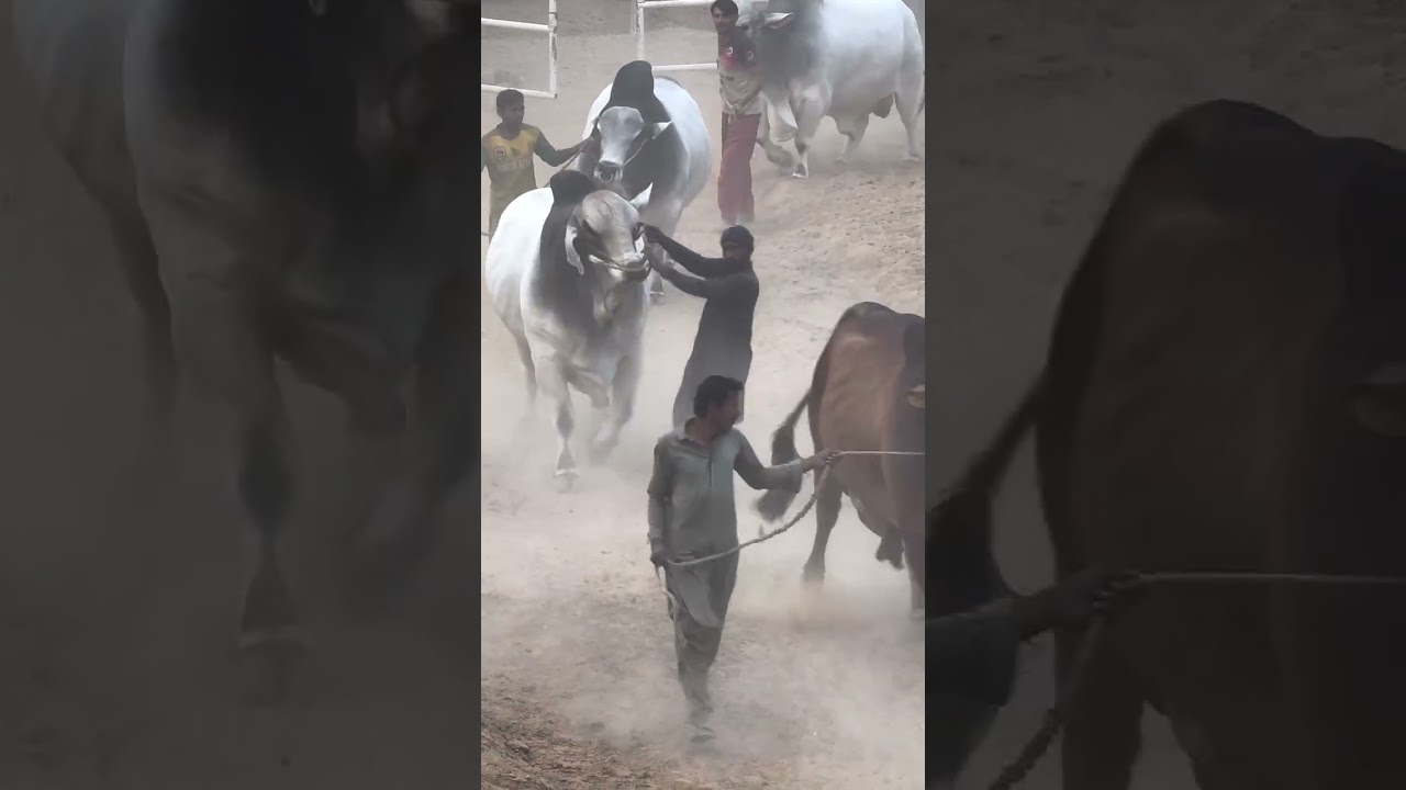 Big bulls of Karachi | cattle farm janwar | 2025 Ka maal | Karachi cow Mandi